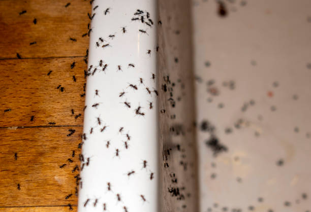 Best Pest Control for Restaurants  in Okeechobee, FL
