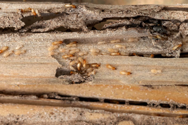 Best Emergency Pest Control  in Okeechobee, FL